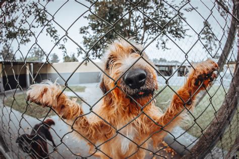 how to train a dog on an electric fence: exploring the psychology behind punishment and reward