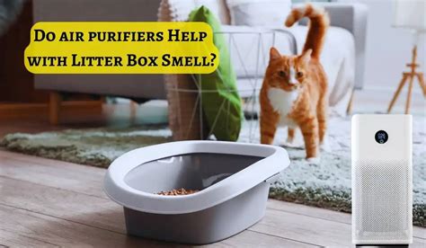 Will an Air Purifier Help with Litter Box Smell? A Detailed Discussion